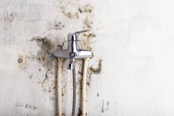 Best Office Mold Removal Services  in North Platte, NE