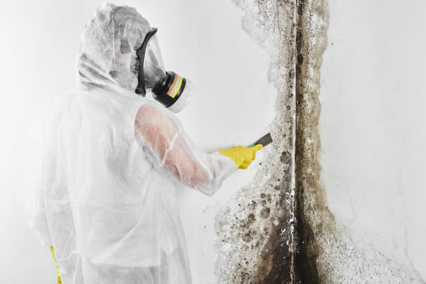 Best Attic Mold Removal  in North Platte, NE