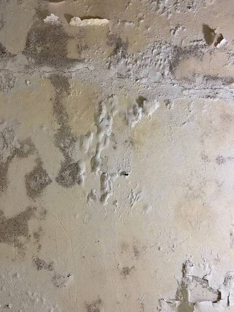 North Platte, NE Mold Removal Company