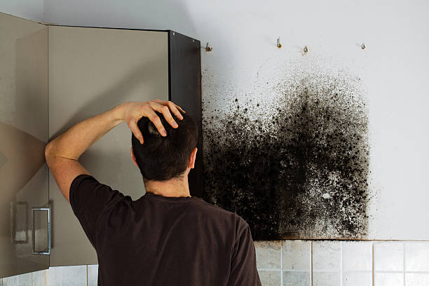 Certified Mold Removal in North Platte, NE