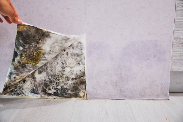 Mold Removal Process in North Platte, NE